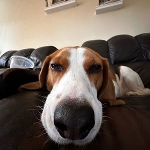 Meet your Posher, Josie